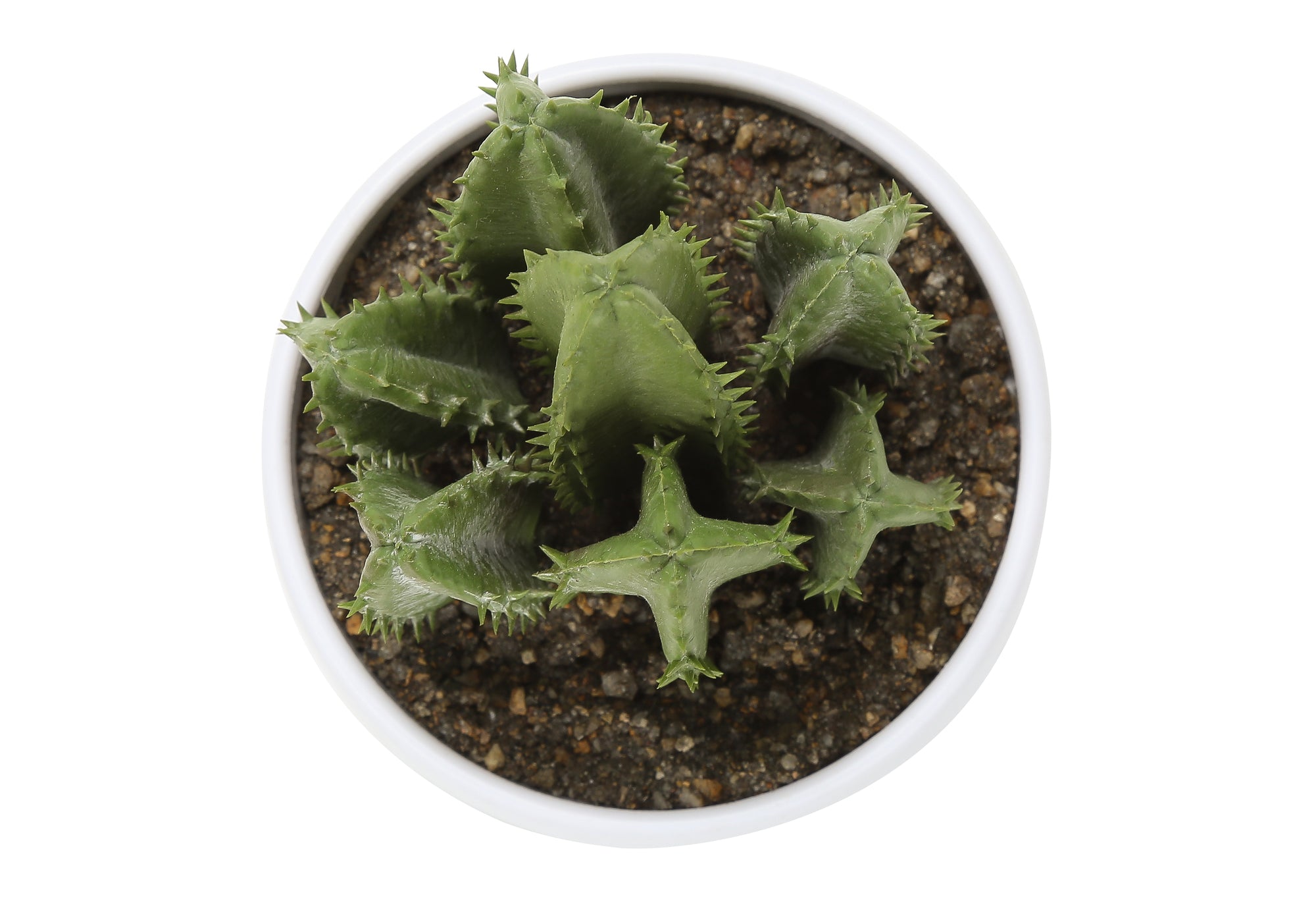 PLANTE ARTIFICIELLE - 3MCX / 6"H SUCCULENT POT BLANC 3" – I 9555