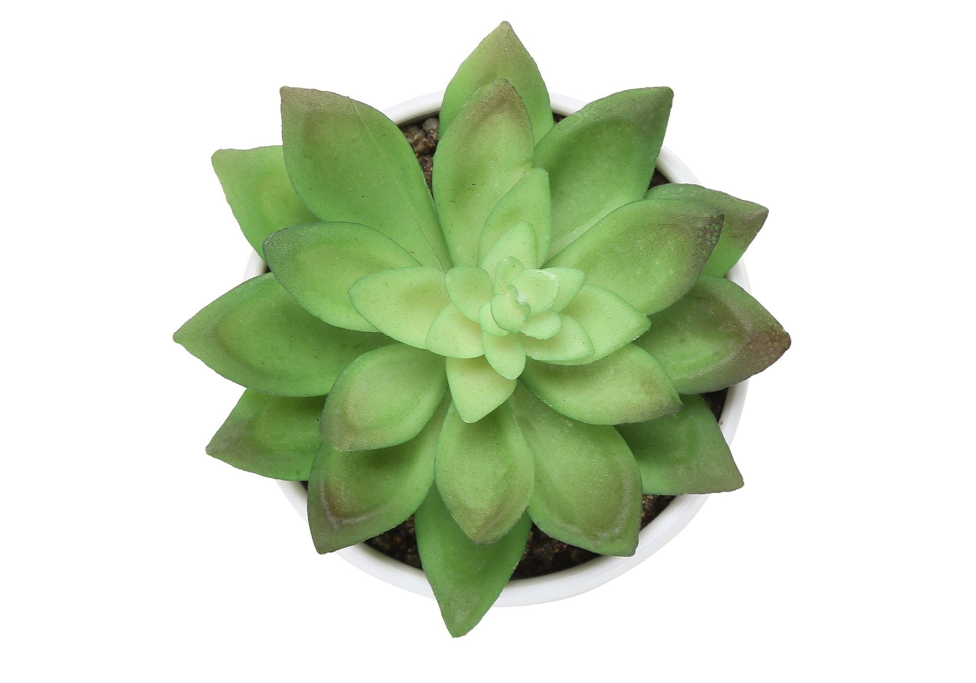 PLANTE ARTIFICIELLE - 3MCX / 6"H SUCCULENT POT BLANC 3" – I 9555