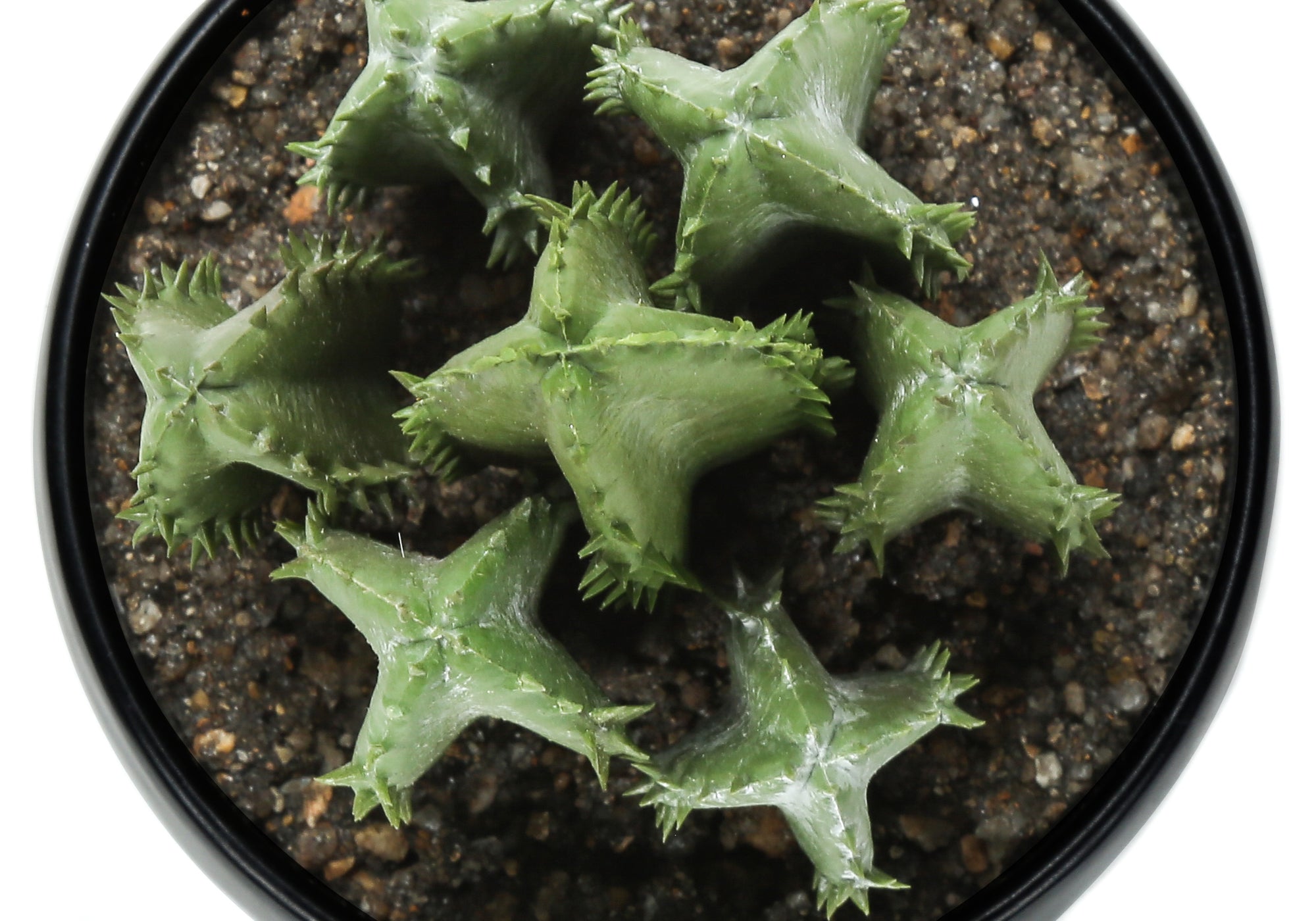 PLANTE ARTIFICIELLE - 3MCX / 6"H SUCCULENT POT NOIR 3" – I 9556
