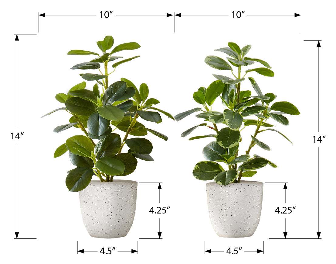 PLANTE ARTIFICIELLE - 2MCX / 14"H FICUS ELASTICA POT 4" – I 9557