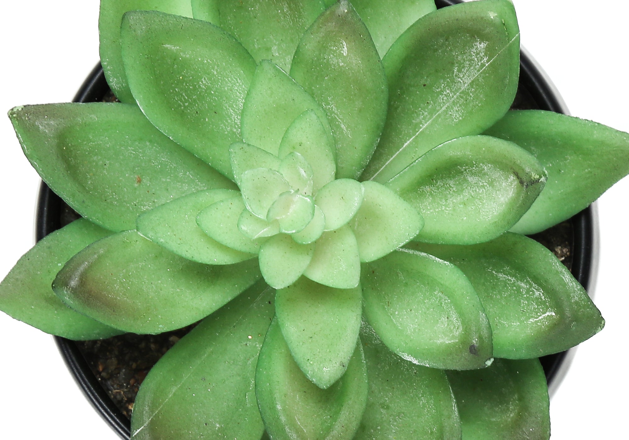 PLANTE ARTIFICIELLE - 3MCX / 6"H SUCCULENT POT NOIR 3" – I 9556