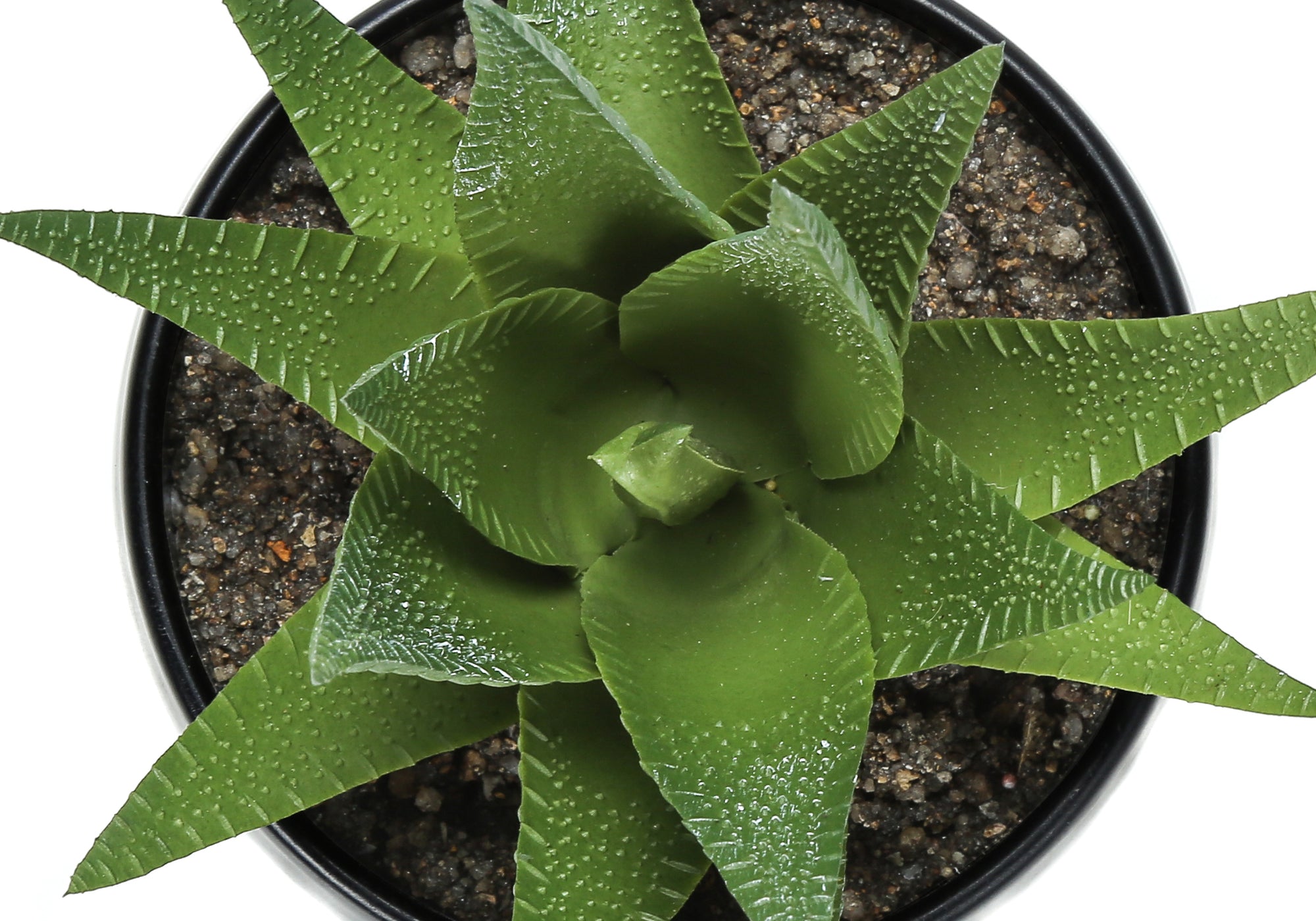 PLANTE ARTIFICIELLE - 3MCX / 6"H SUCCULENT POT NOIR 3" – I 9556