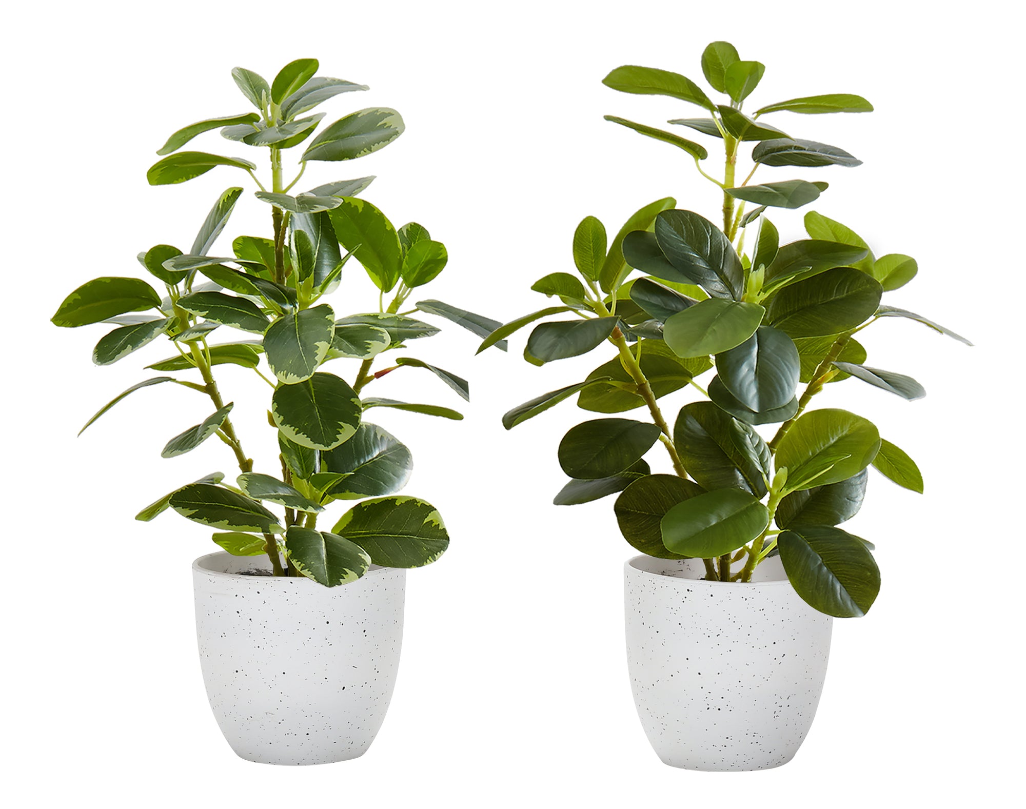 PLANTE ARTIFICIELLE - 2MCX / 14"H FICUS ELASTICA POT 4" – I 9557