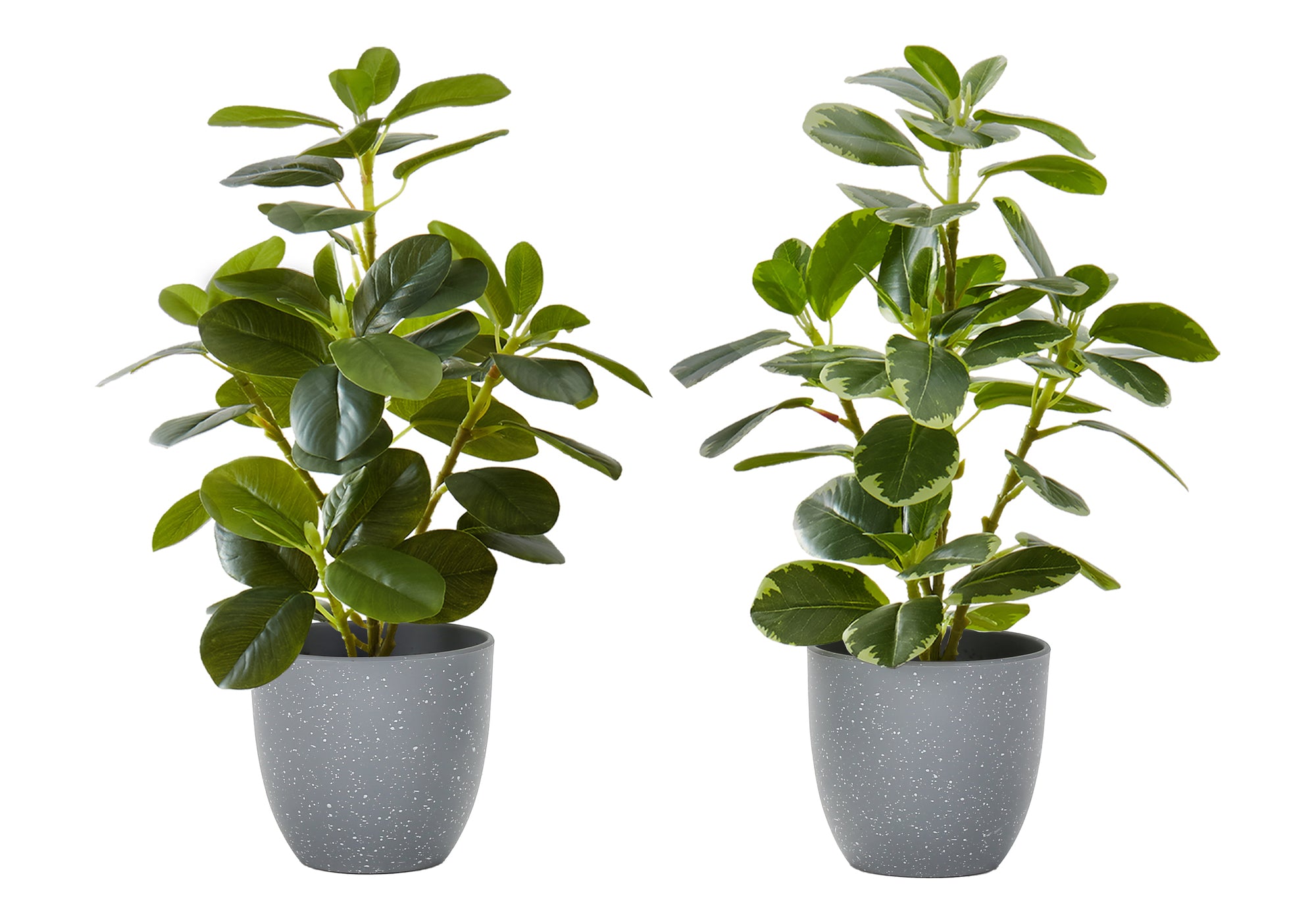 PLANTE ARTIFICIELLE - 2MCX / 14"H FICUS ELASTICA POT 4" – I 9558