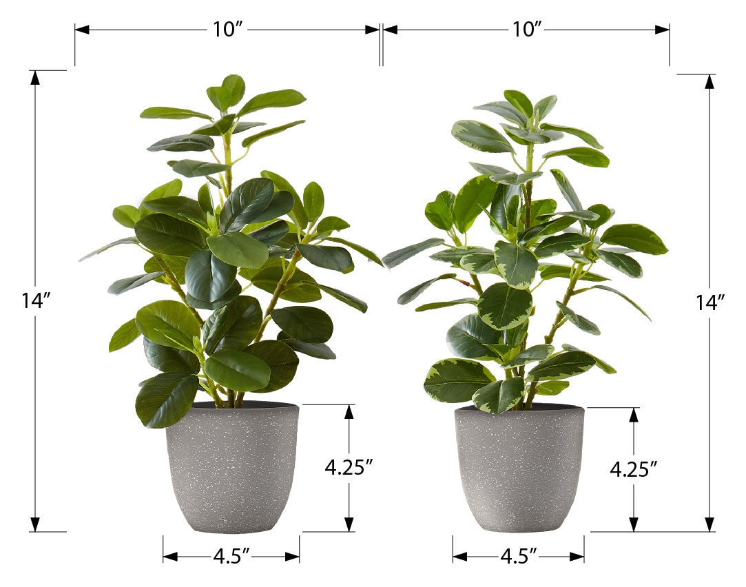 PLANTE ARTIFICIELLE - 2MCX / 14"H FICUS ELASTICA POT 4" – I 9558